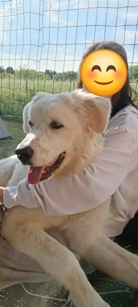 Rufus il bellissimo Pastore Maremmano  | Foto 0