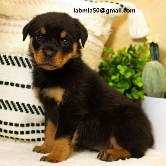 Rottweiler CUCCIOLI MASCHIO E FEMMINA bellissimi cuccioli di Rottweiler maschio e femmina si con
