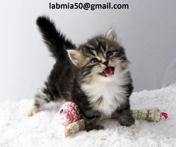 gattini siberiani in Adozione Cerchiamo famiglie amorevoli per questi splendidi gattini siberiani d