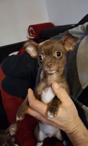   CHIHUAHUA TOY MERAVIGLIOSI  | Foto 0