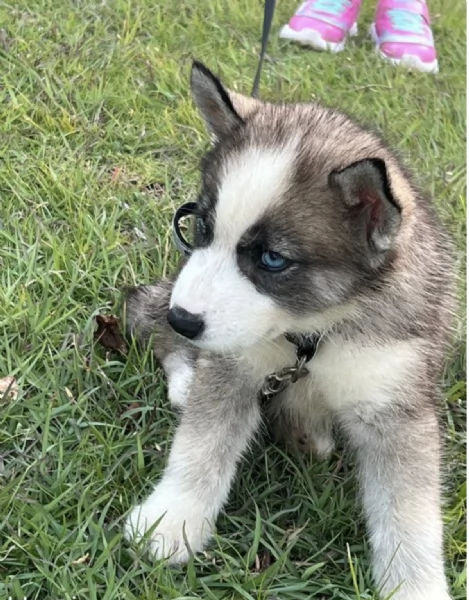 HUSKY | Foto 0
