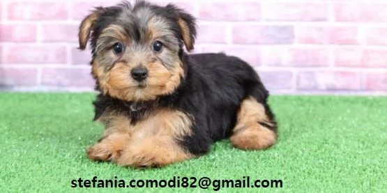 disponibili cuccioli di Yorkshire Terrier per adozione i cuccioli verranno consegnati con microchip 