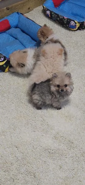 Vendo cucciolo di Spitz tedesco nano