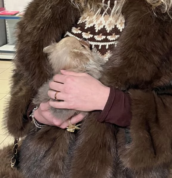 Vendo cucciolo di Spitz tedesco nano | Foto 1