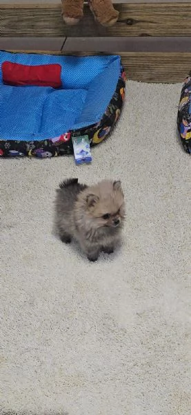 Vendo cucciolo di Spitz tedesco nano | Foto 0