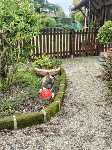 Cucciolo di Amstaff di 1 anno 