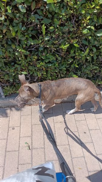 Cucciolo di Amstaff di 1 anno  | Foto 4