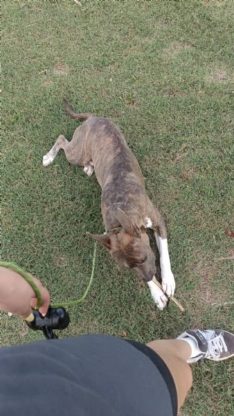 Cucciolo di Amstaff di 1 anno  | Foto 3