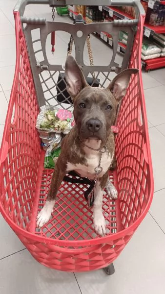 Cucciolo di Amstaff di 1 anno  | Foto 1