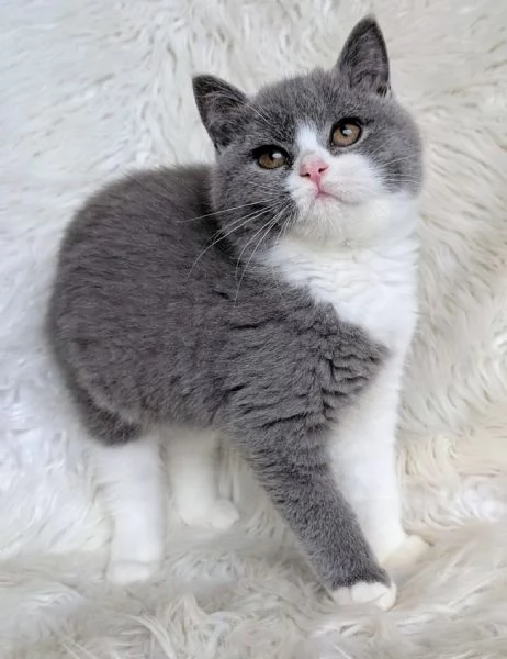 British Shorthair maschio e femmina | Foto 0