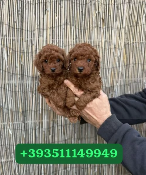 Regalo bellissimi cuccioli di barboncino maschio e femmina