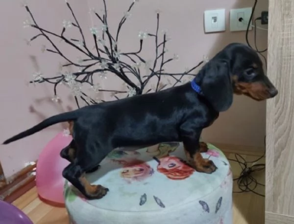 Regalo bellissimi cuccioli di Bassotto maschio e femmina | Foto 1