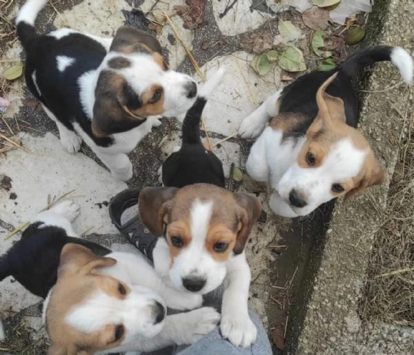 Regalo bellissimi cuccioli di Beagle maschio e femmina | Foto 1