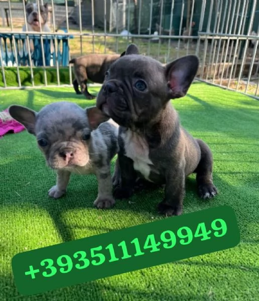 Regalo bellissimi cuccioli di Bulldog Francese maschio e femmina | Foto 0