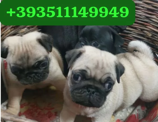 Regalo bellissimi cuccioli di Carlino maschio e femmina | Foto 2