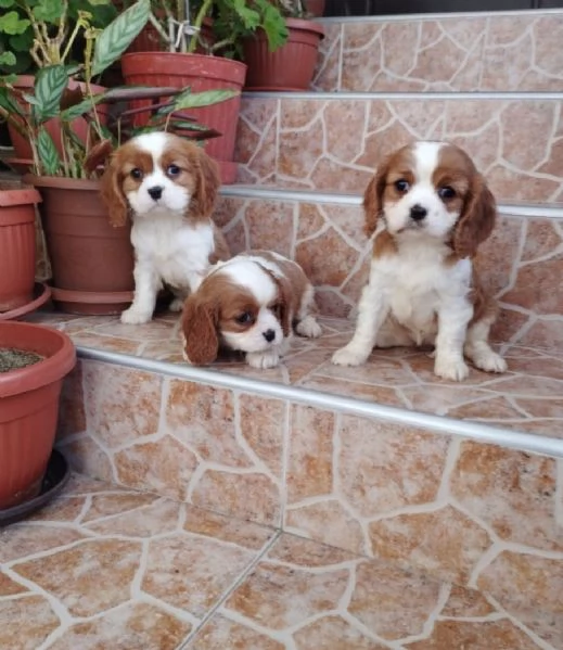 Regalo bellissimi cuccioli di Cavalier King maschio e femmina