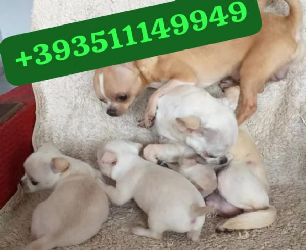 Regalo bellissimi cuccioli di Chihuahua maschio e femmina | Foto 1