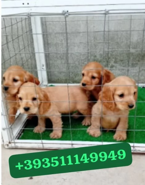 Regalo bellissimi cuccioli di Cocker Spaniel Inglese maschio e femmina | Foto 1
