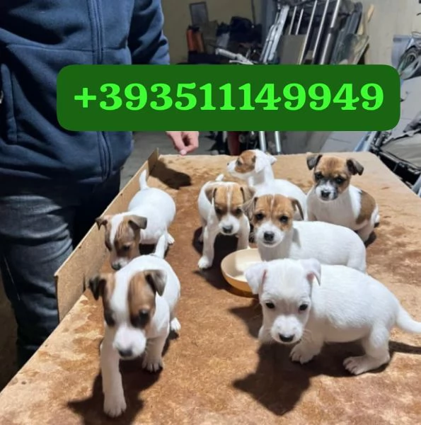 Regalo bellissimi cuccioli di Jack Russel maschio e femmina