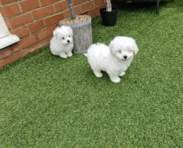 Regalo bellissimi cuccioli di Maltese maschio e femmina | Foto 2