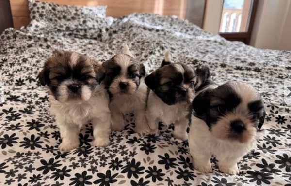 Regalo bellissimi cuccioli di Shitzu maschio e femmina | Foto 0