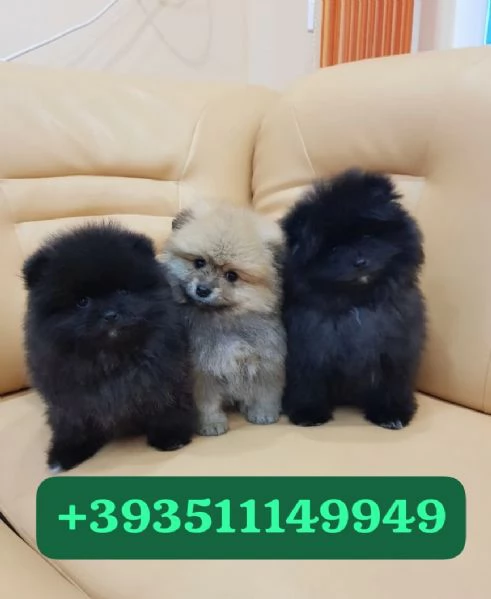 Regalo bellissimi cuccioli di Volpino Pomerania maschio e femmina | Foto 2