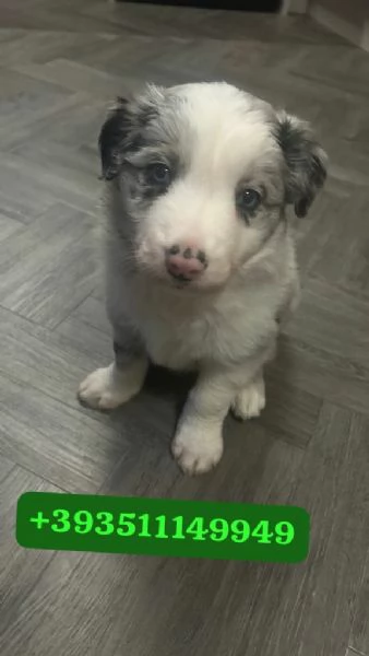 Regalo bellissimi cuccioli di Bearded Collie maschio e femmina | Foto 2