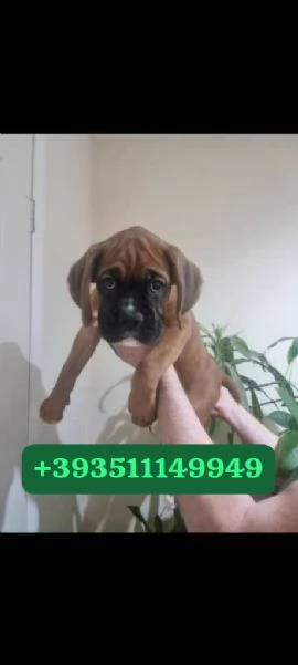 Regalo bellissimi cuccioli di Boxer maschio e femmina