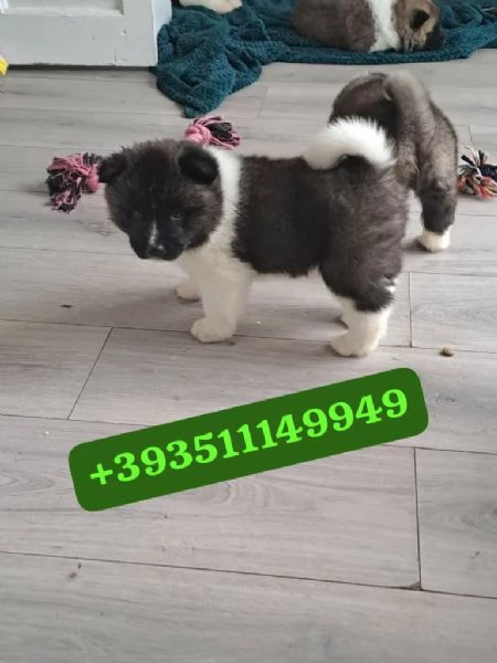 Regalo bellissimi cuccioli di Akita Inu maschio e femmina | Foto 0