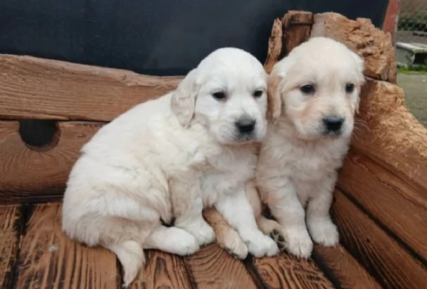 Regalo bellissimi cuccioli di Golden Retriever maschio e femmina | Foto 2