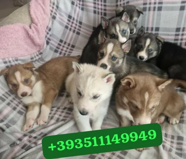 Regalo bellissimi cuccioli di Husky maschio e femmina