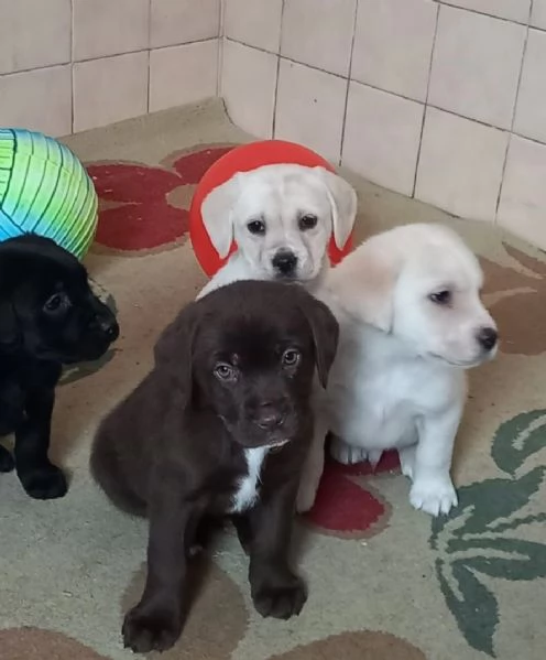 Regalo bellissimi cuccioli di Labrador maschio e femmina