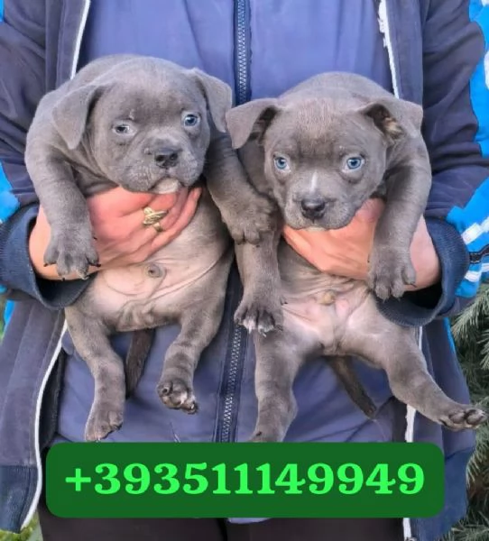 Regalo bellissimi cuccioli di Pitbull maschio e femmina | Foto 1