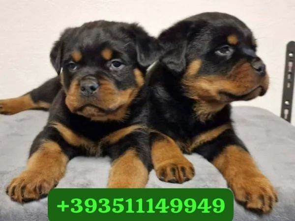Regalo bellissimi cuccioli di Rottweiler maschio e femmina | Foto 1
