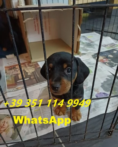 Regalo Cuccioli di Bassotto maschi e femmine