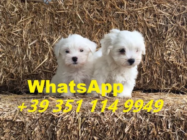 Regalo Cuccioli di Maltese maschi e femmine