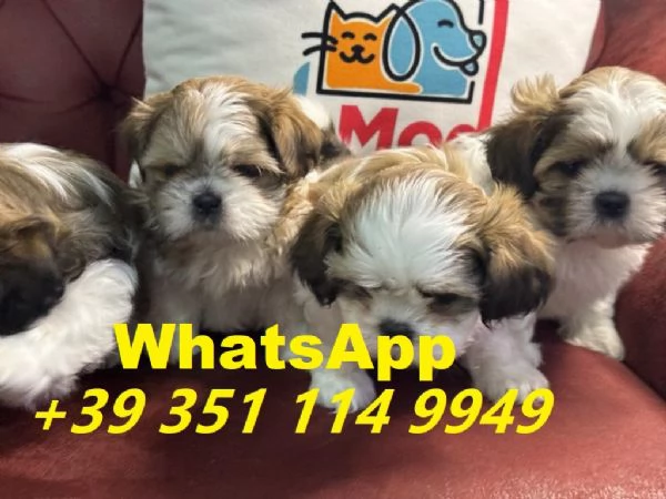 Regalo Cuccioli di Shitzu maschi e femmine | Foto 0