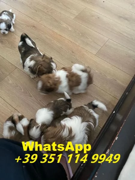 Regalo Cuccioli di Shitzu maschi e femmine