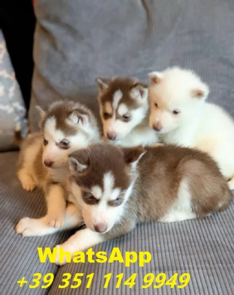 Regalo Cuccioli di Husky maschi e femmine