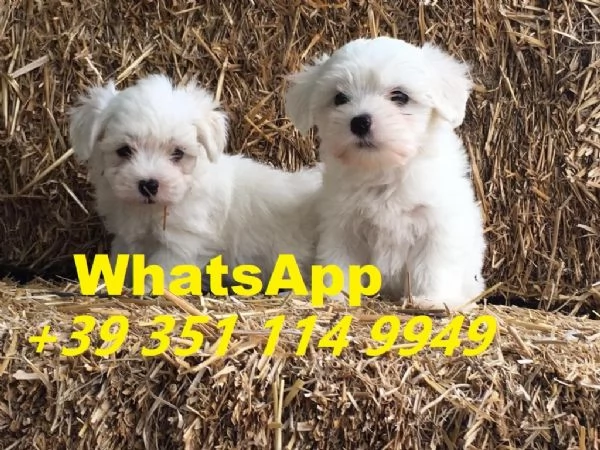 Regalo Cuccioli di Maltese maschi e femmine | Foto 1