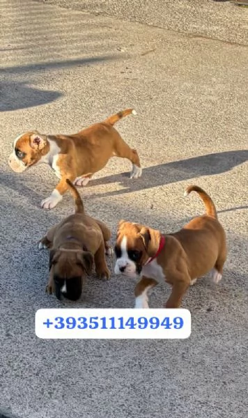 Regalo Cuccioli di Boxer maschi e femmine | Foto 0