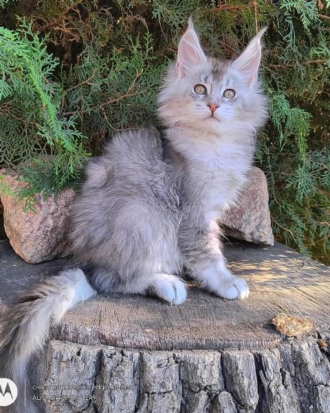 Cuccioli gatti Maine Coon
