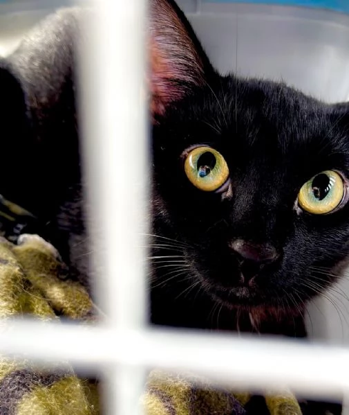 Adotta Mavis | Foto 2