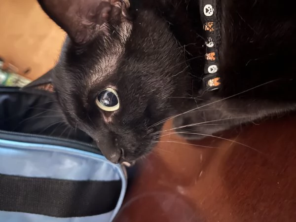 Adotta Mavis | Foto 1