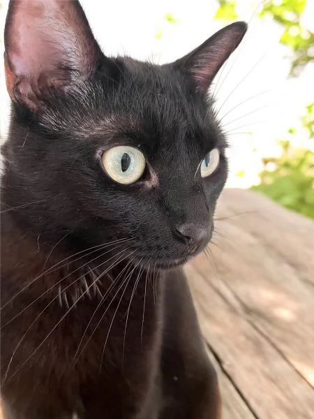 Adotta Mavis | Foto 0