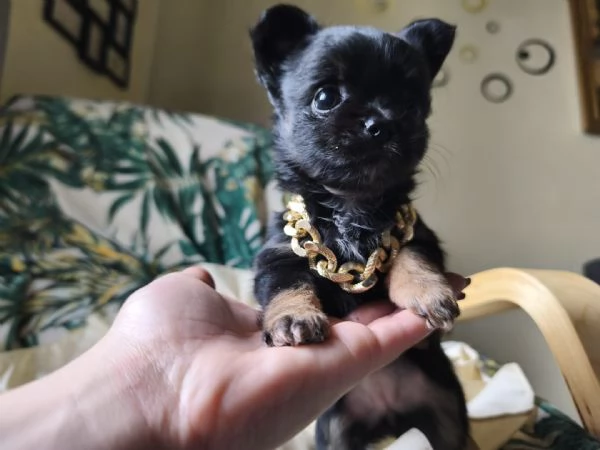 Chihuahua pelo lungo | Foto 3