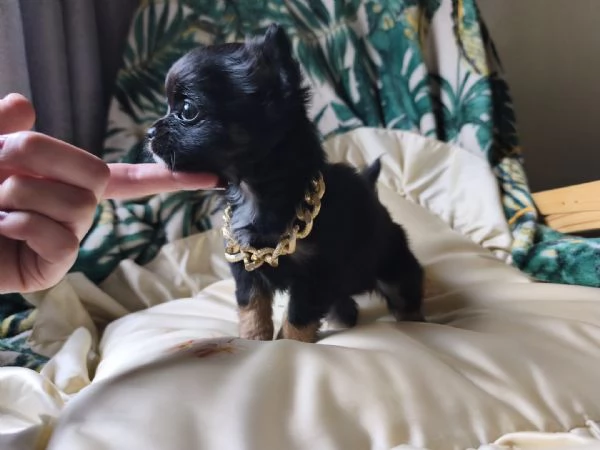 Chihuahua pelo lungo | Foto 0