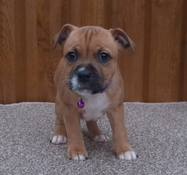 Cuccioli di Stafffordshirre pronti