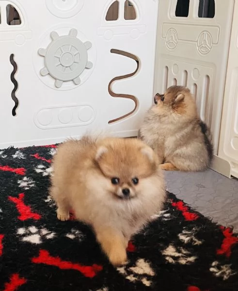 Spitz tedesco nano | Foto 3