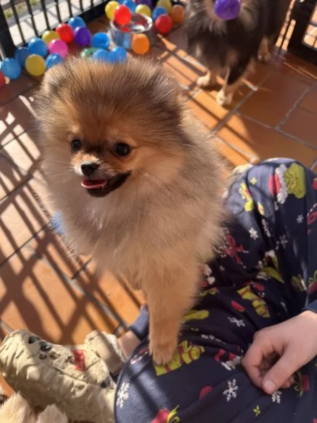 Spitz tedesco nano | Foto 1